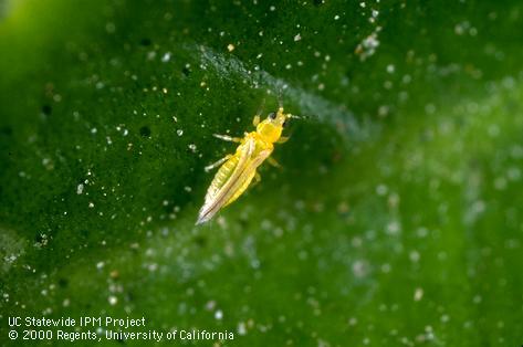 Adult citrus thrips.