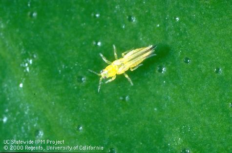 Adult citrus thrips.