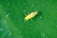 Citrus thrips adult