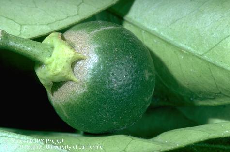 Crop damaged by citrus thrips.