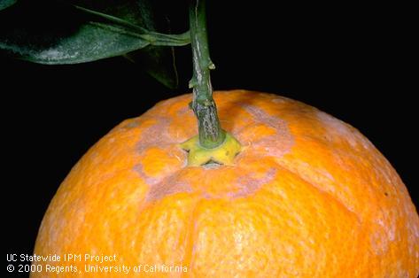 Citrus rind with brown scaring caused by feeding of citrus thrips, <i>Scirtothrips citri</i>, under the fruit calyx when the fruit was very young.