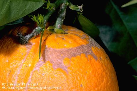 Crop damaged by citrus thrips.