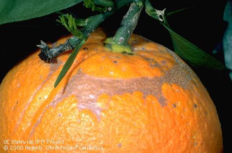 Crop damaged by citrus thrips.