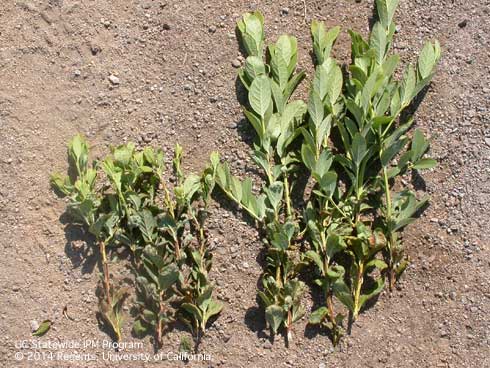 Blueberry shoots showing stunting from citrus thrips, <i>Scirtothrips citri,</i> feeding (left) and where insecticides protected the new growth (right).