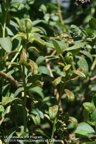 Citrus thrips, <i>Scirtothrips citri,</i> damage to blueberries include scarring to the stem and new leaves.