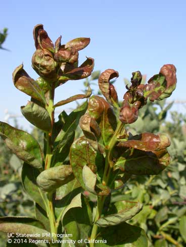 Discolored and curled blueberry leaves caused by citrus thrips, <i>Scirtothrips citri,</i> feeding.