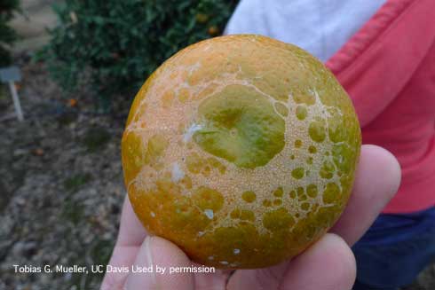 Scarring on the stylar end of citrus fruit caused by citrus thrips, <i>Scirtothrips citri</i>, feeding.