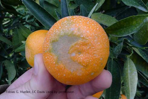 Deep scarring on the stylar end of citrus fruit caused by citrus thrips, <i>Scirtothrips citri</i>, feeding.