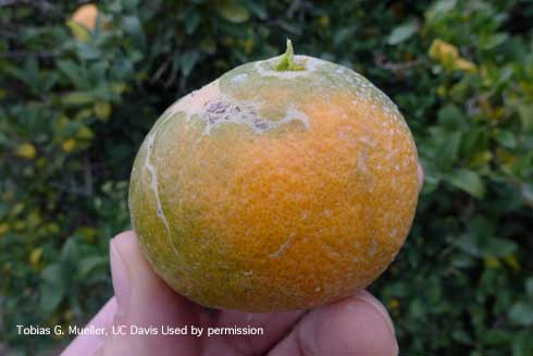 Citrus fruit deformed and scarred caused by citrus thrips, <i>Scirtothrips citri</i>, feeding.