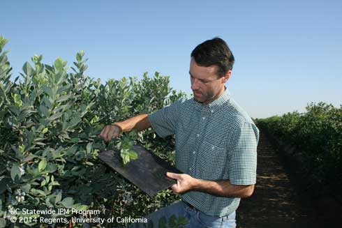 UCCE farm advisor David Haviland demonstrates beat sampling for citrus thrips, <i>Scirtothrips citri,</i> in blueberries using a piece of black acrylic.