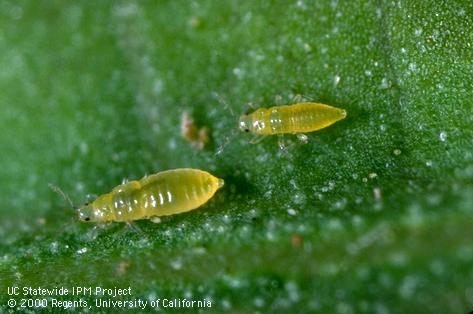 Trap for citrus thrips.