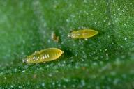 Citrus thrips larvae