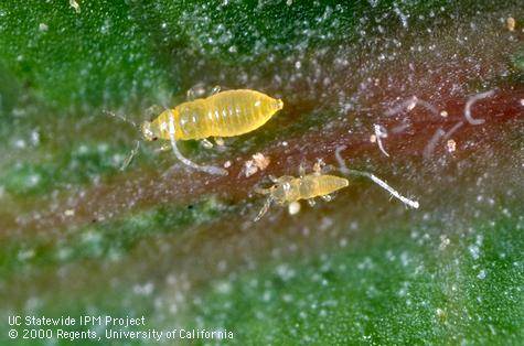 Nymph of citrus thrips.