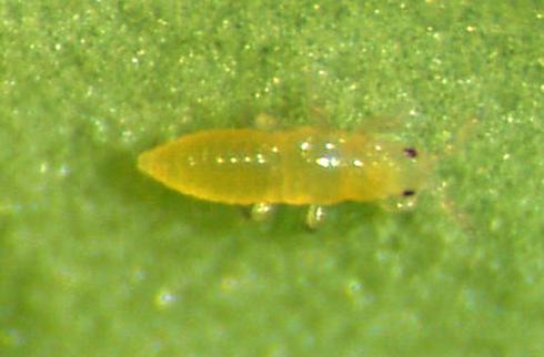 First instar nymph of citrus thrips, <I>Scirtothrips citri.</I>.