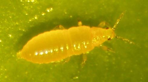 Second instar nymph of citrus thrips, <I>Scirtothrips citri.</I>.