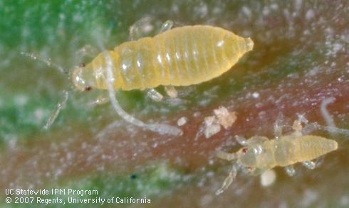 Second instar (top) and first instar nymphs of citrus thrips, <I>Scirtothrips citri.</I>.