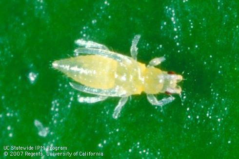 Pupa of citrus thrips.