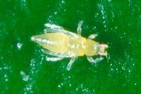 Citrus thrips prepupa 