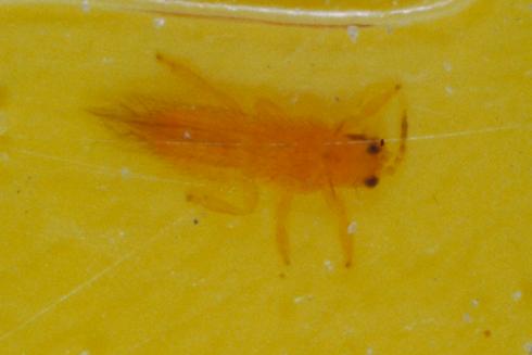 Adult citrus thrips, <I>Scirtothrips citri,</I> caught in a yellow sticky trap.