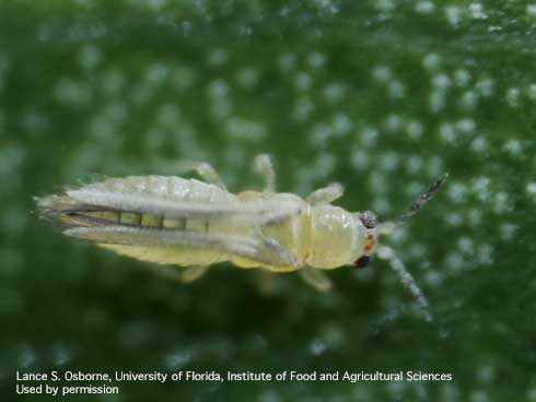 Adult chilli thrips, <i>Scirtothrips dorsalis</i>.