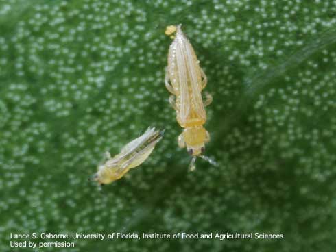 Adults of chilli thrips, <i>Scirtothrips dorsalis</i> (left), and flower thrips, <i>Frankliniella</i> sp.