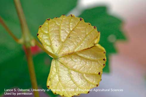 Grape leaf cupped and with brown scars from feeding of chilli thrips, <i>Scirtothrips dorsalis</i>.