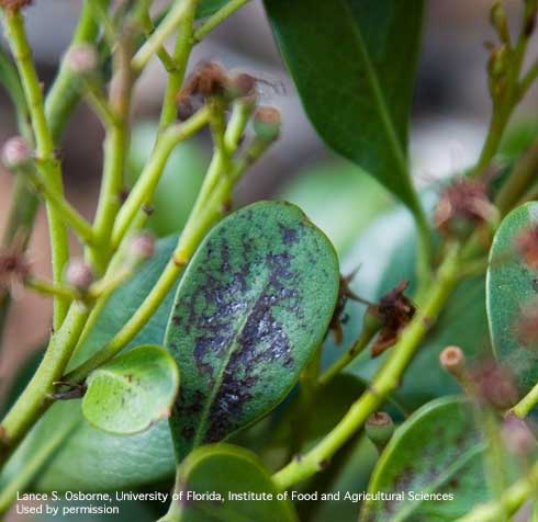 Black scarring on leaves of Indian hawthorn from feeding by chilli thrips, <i>Scirtothrips dorsalis</i>.