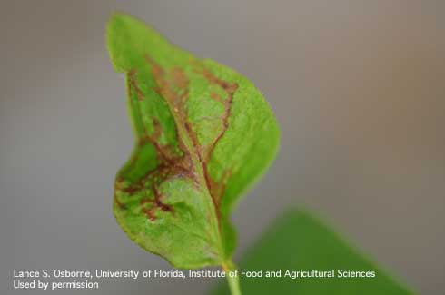 Brown scarring and distortion of blueberry leaf from feeding of chilli thrips, <i>Scirtothrips dorsalis</i>.