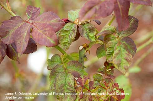 Color break, distortion, and stunting of rose leaflets from feeding of chilli thrips, <i>Scirtothrips dorsalis</i>.