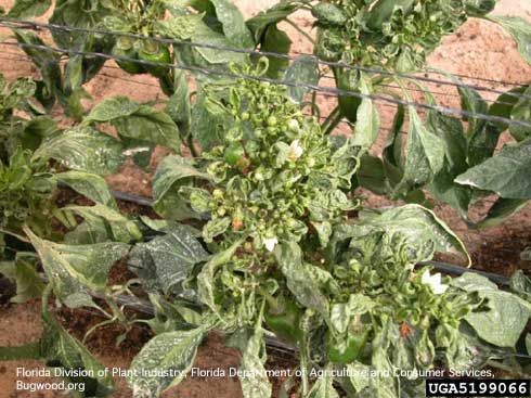 Pepper leaves and shoot terminals distorted and stunted from feeding of chilli thrips, <i>Scirtothrips dorsalis</i>.