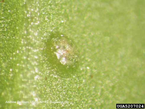 Egg-laying blister of a hatched egg of chilli thrips, <i>Scirtothrips dorsalis</i>, that was laid in foliage.