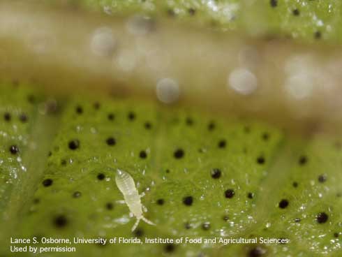 First instar (nymph) of chilli thrips, <i>Scirtothrips dorsalis</i>.