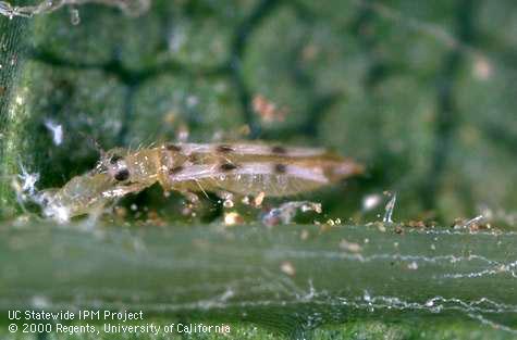 Adult sixspotted thrips, Scolothrips sexmaculatus, feeding on a spider mite.