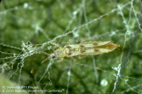 Adult sixspotted thrips.