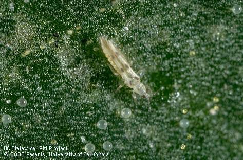 Adult sixspotted thrips.