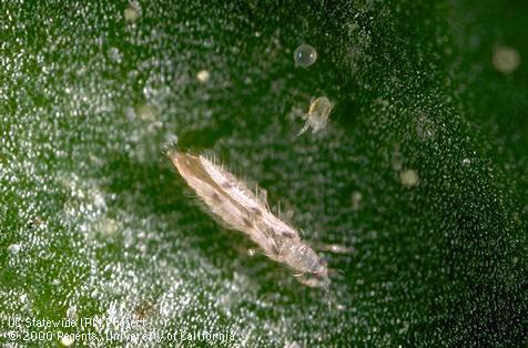 Adult sixspotted thrips, Scolothrips sexmaculatus, and egg and larva of mites on which it feeds.