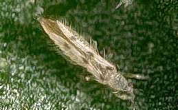 Adult sixspotted thrips.