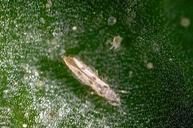 Sixspotted thrips