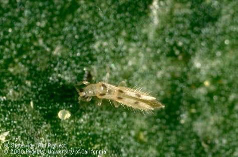 Adult sixspotted thrips.