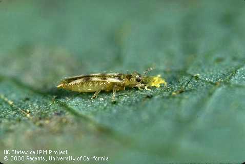 Sixspotted thrips feeding on mites.