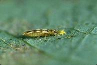 Sixspotted thrips feeding on mites