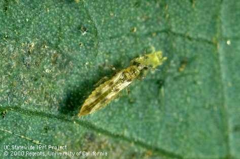 Adult sixspotted thrips, <i>Scolothrips sexmaculatus,</i> feeding on a mite.