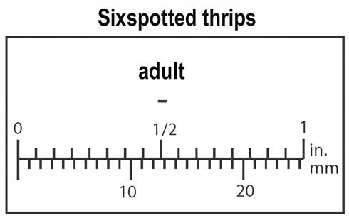 Relative size of adult sixspotted thrips, Scolothrips sexmaculatus.