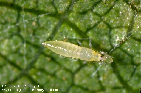 Nymph of sixspotted thrips, Scolothrips sexmaculatus, feeding on a spider mite.