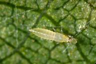 Six spotted thrips larva