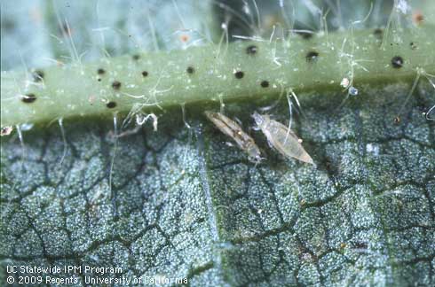 Adult sixspotted thrips, Scolothrips sexmaculatus, (left) and fourth instar nymph (