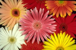 Blossoms of Gerbera daisy