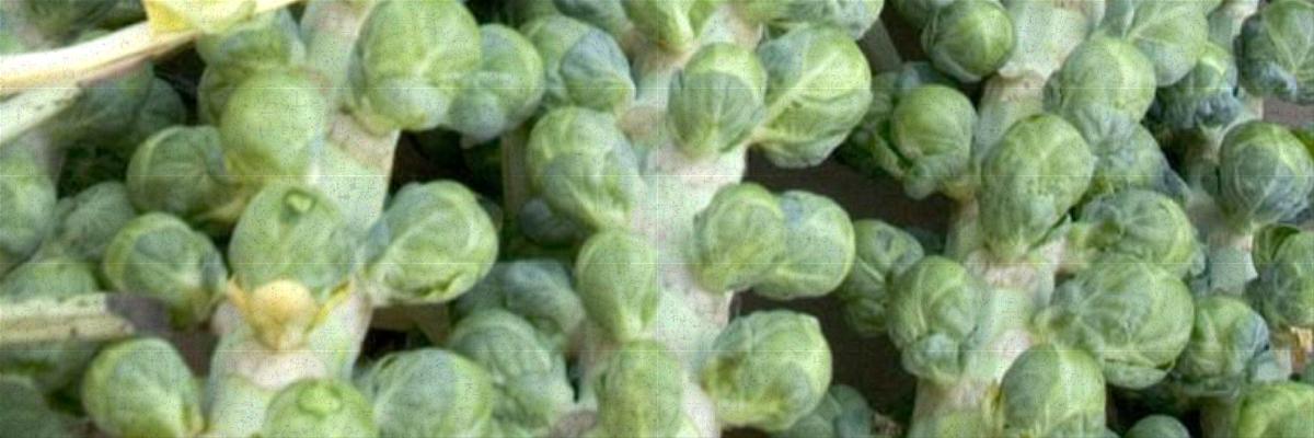 Several stalks with Brussels sprouts attached piled in front of price sign. Credit: Jack Kelly Clark