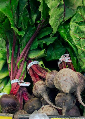 Bunches of red beets, <i>Beta vulgaris</i> var.<i>vulgaris</i>, with their greens.