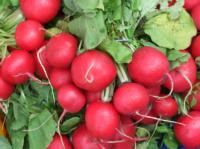 Bunches of radishes